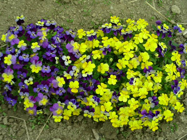 pansy in flower